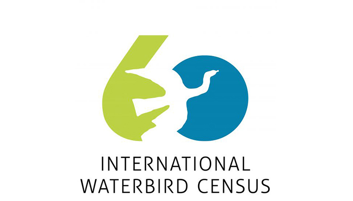60e édition des comptages Wetlands international : Participez au comptage européen des oiseaux d'eau hivernants